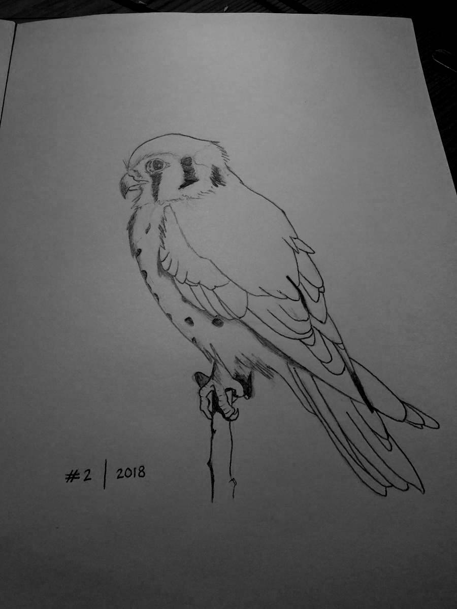 Line drawing of an American kestrel