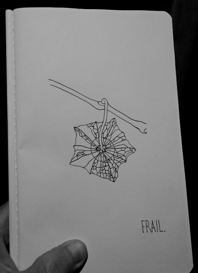 Line drawing of a physalis fruit