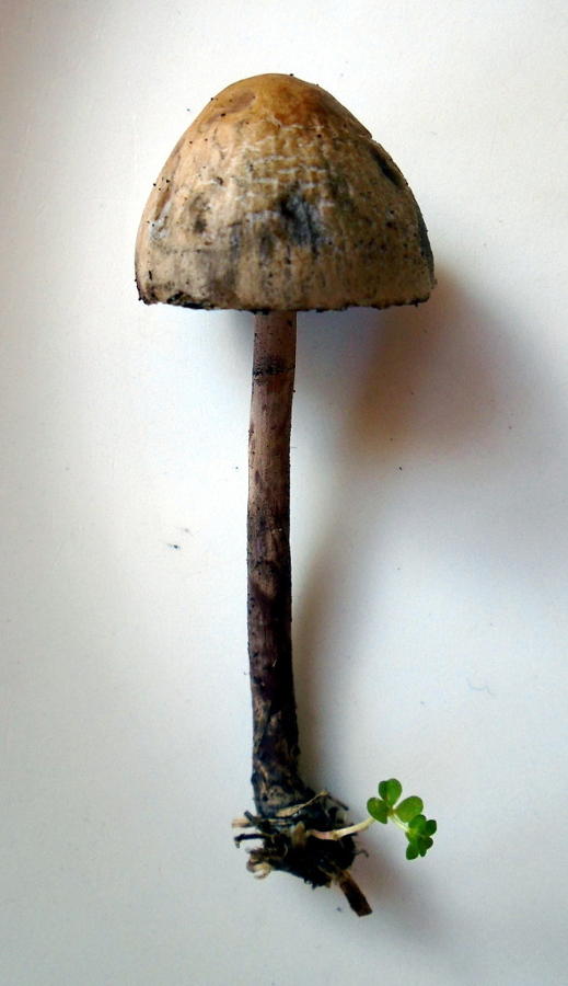 Little brown mushroom (LBM) with a green clover attached to the base, as seen from the side on a white background